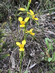Diuris aurea