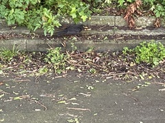 Turdus merula merula