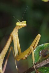 Stagmomantis floridensis