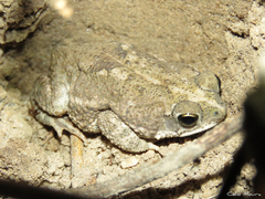 Rhinella granulosa