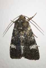 Polymixis serpentina