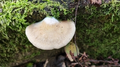 Crepidotus