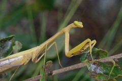 Stagmomantis floridensis