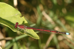 Oxyagrion terminale