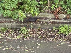 Turdus merula merula