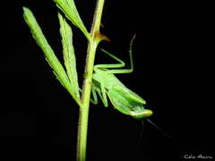 Photiomantis planicephala