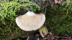 Crepidotus