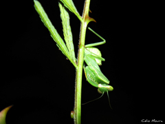 Photiomantis planicephala