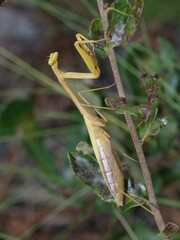 Stagmomantis floridensis
