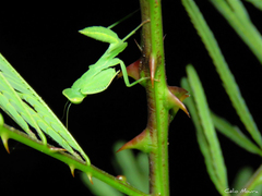Photiomantis planicephala