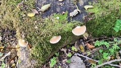 Crepidotus