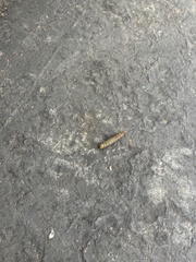 Oedemasia concinna