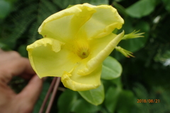 Pentalinon luteum