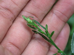 Pseudelephantopus spicatus