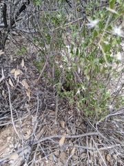 Cylindropuntia acanthocarpa