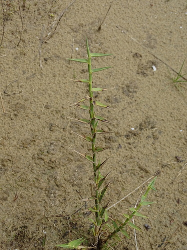 Image of Bushy Reed (Phragmites frutescens) by (c) Grzegorz Grzejszczak, some rights reserved (CC BY-SA)