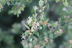 Lycium boerhaviifolium