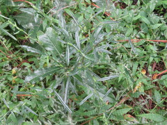 Pseudelephantopus spicatus