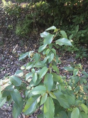 Aristotelia chilensis