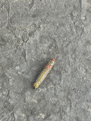 Oedemasia concinna
