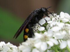 Pygodasis quadrimaculata