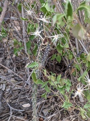 Cylindropuntia acanthocarpa