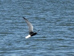 Chlidonias leucopterus