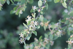 Lycium boerhaviifolium