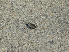 Cicindela hirticollis
