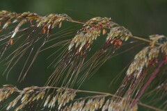 Sorghastrum secundum