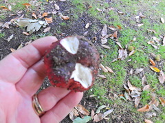 Russula atropurpurea