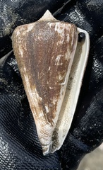 Conus virgatus