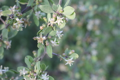 Lycium boerhaviifolium