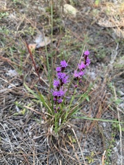 Liatris pilosa