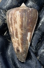 Conus virgatus