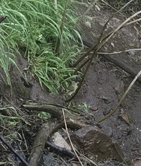 Spinus barbatus