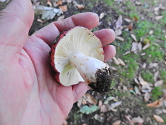 Russula atropurpurea