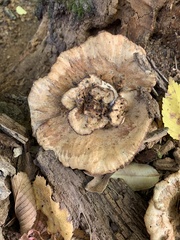 Bondarzewia berkeleyi