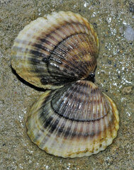 Cerastoderma glaucum