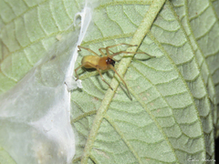 Cheiracanthium inclusum