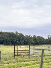 Ardeidae