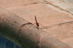 Trithemis annulata