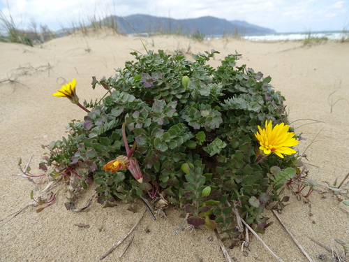 Hyoseris lucida, photograph 6