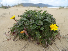 Hyoseris lucida