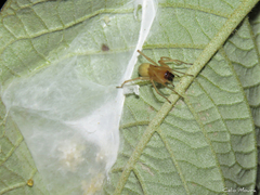 Cheiracanthium inclusum