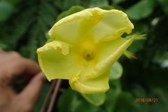 Pentalinon luteum