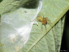 Cheiracanthium inclusum