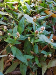 Persicaria