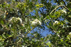 Capparis tomentosa