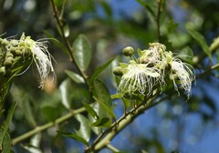 Capparis tomentosa